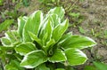 Green flower hosta with white border Royalty Free Stock Photo