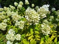 The green flower hydrangea paniculata Royalty Free Stock Photo