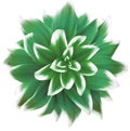Green flower on isolated white background with clipping path without shadows. Close-up. For design. Royalty Free Stock Photo