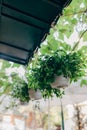 Green flower leaves in plastic pots hang from roof Royalty Free Stock Photo