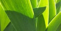 Green flower leaves with white outline