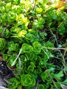 Green flower like leaves