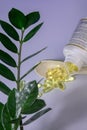 squirt bottle for watering flowers, green flower with long large leaves, watering plants, houseplants, landscaping concept