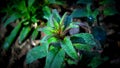 Green flower nature smalltree morningmist