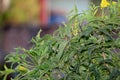 Green flower plant blooming with beautiful natural background