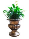 Green flower plant in a copper vase isolated on white background Royalty Free Stock Photo