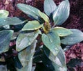 Alstroemeria flower plant