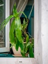 Green flower in a pot near the window. A plant with large fresh green leaves on a windowsill through an open plastic window.