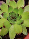 Green flower with red extremes closeup