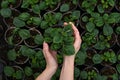 Green flower seedling top view. Female florist work with houseplant in pot. Woman holding flower pot in hand. Royalty Free Stock Photo