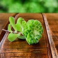 Green flower sprout on wooden table