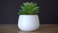 Green flower in a white pot standing on a wooden table