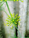 Green, flower, yellow, nature, world