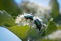 Green flowerbugs Protaetia affinis Royalty Free Stock Photo