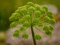 Angelica Flower