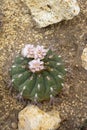Green flowering cactus with spines and three gently pink flowers Royalty Free Stock Photo