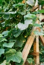 Green flowering cucumber bush weaves on a wooden support Royalty Free Stock Photo