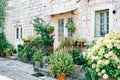 Green flowering flowerpots on stands in the courtyard of an ancient stone house