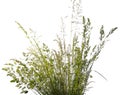 Green flowering grass - isolated on a white background