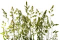 Green flowering grass - isolated on a white background