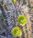 Green Flowering Hedgehog Cactus