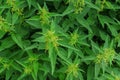 Green flowering nettle shoots in the garden