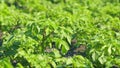 Green flowering potato bushes planted in rows on a farm field. Growth of crop. Slow motion. Royalty Free Stock Photo