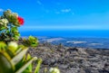 Green flowering succulent plants growing on old black lava field Big Island, Hawaii Royalty Free Stock Photo