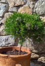 Green flowering tree in a clay pot