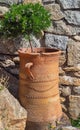 Green flowering tree in a clay pot