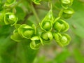 Green flowers