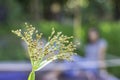 Green flowers of the Cyperaceae background green leaves