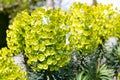 Green flowers of euphorbia spurge in bloom natural background