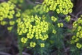 Green flowers of euphorbia spurge in bloom natural background.