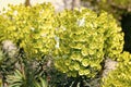 Green flowers of euphorbia spurge in bloom natural background