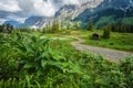 Green flowers foliage on hiking trail. Wilder Kaiser mountains in background, Tirol - Austria Royalty Free Stock Photo