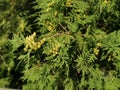 thuja fruits on a green branch