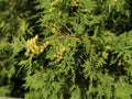 thuja fruits on a green branch