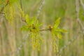 Green flowers and leafs of an oak tree in spring Royalty Free Stock Photo