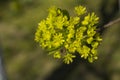 Green flowers of the maple on the branches of the tree.