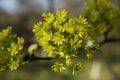 Green flowers of the maple on the branches of the tree.