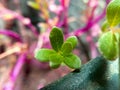 Green flowers in the morning with natural light