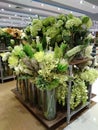 Green flowers or plants for interior decoration