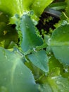 green flowers when it rains