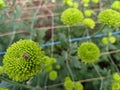 Green flowers with small ladybug