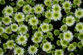 green flowers texture