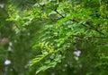 Green flowers of Zanthoxylum americanum, Prickly ash  Sichuan pepper a spiny tree with prickly branches. Royalty Free Stock Photo