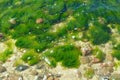 Green fluffy algae in shallow water which are agitated by a current Royalty Free Stock Photo