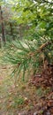 A green fluffy branch of a pine tree in the forest Royalty Free Stock Photo