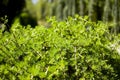 Green fluffy branches of larch tree